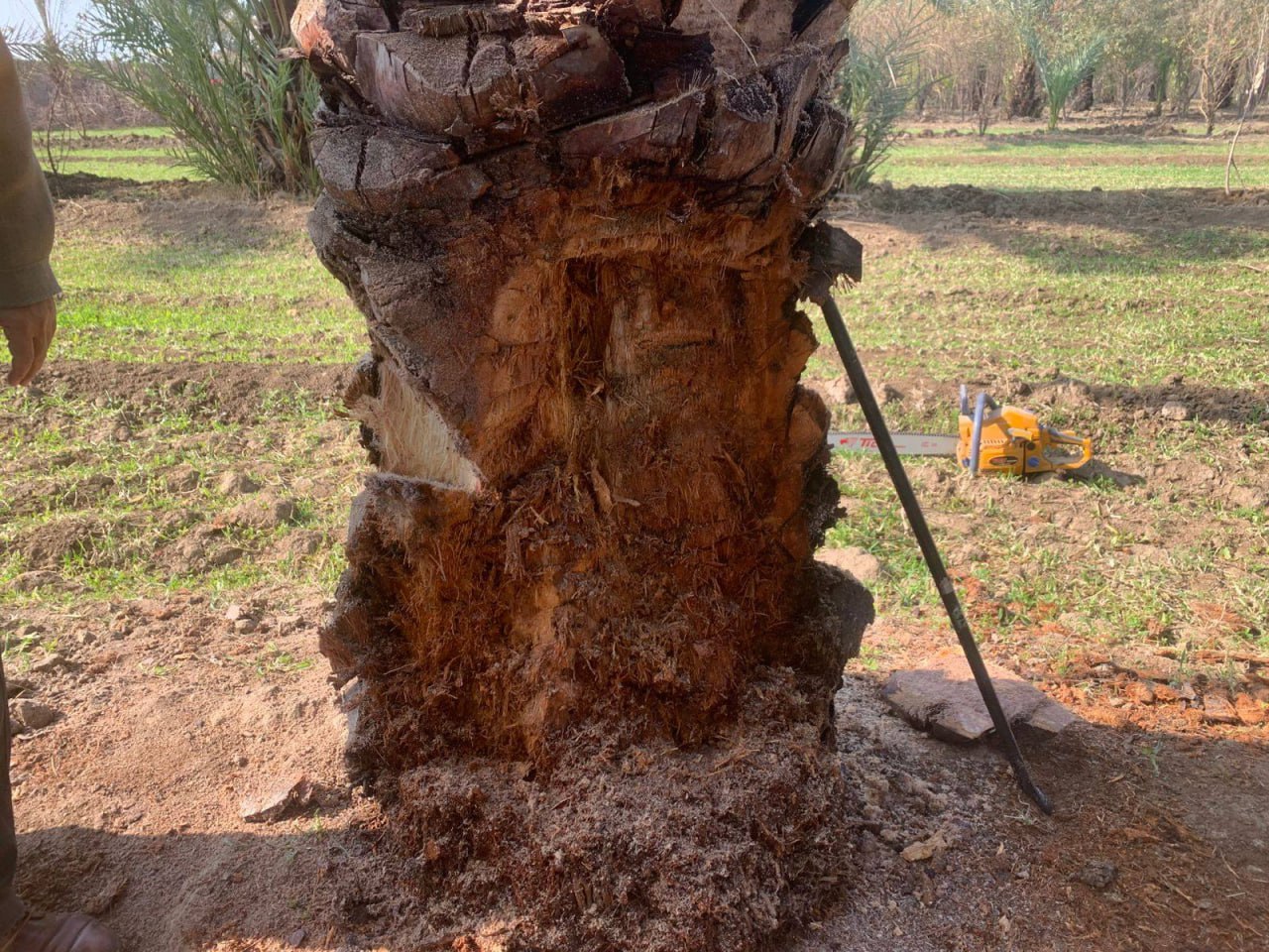 تعد اخطر الآفات الزراعية.. الزراعة تطيح بـ"سوسة النخيل الحمراء" ببروتوكول علاج عراقي