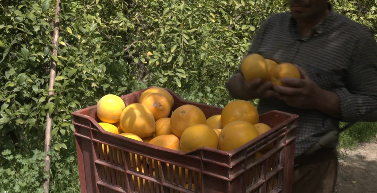 ديالى: إنتاج أكثر من 70 ألف طن من الحمضيات خلال الموسم الشتوي