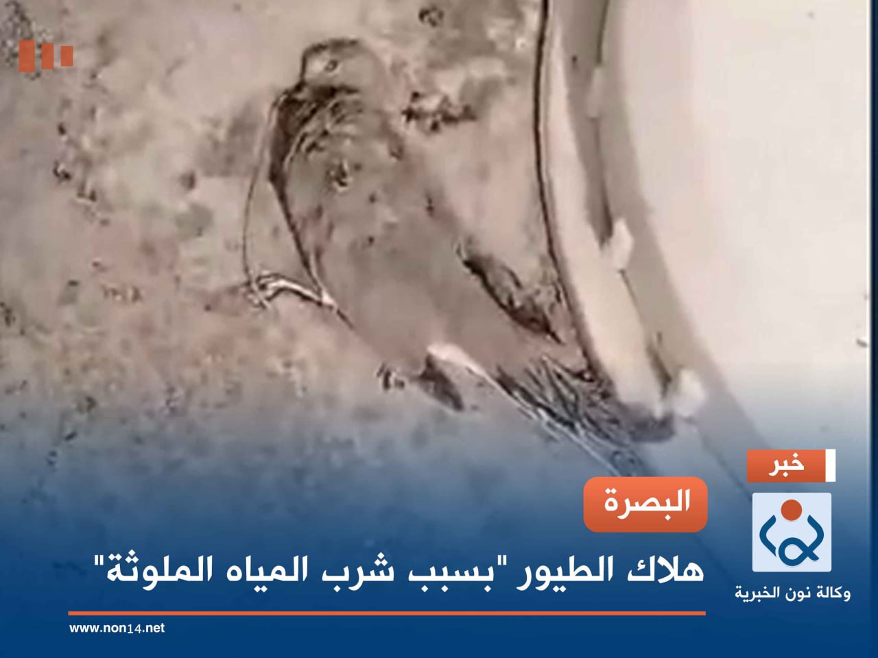 البصرة.. هلاك الطيور "بسبب شرب المياه الملوثة"