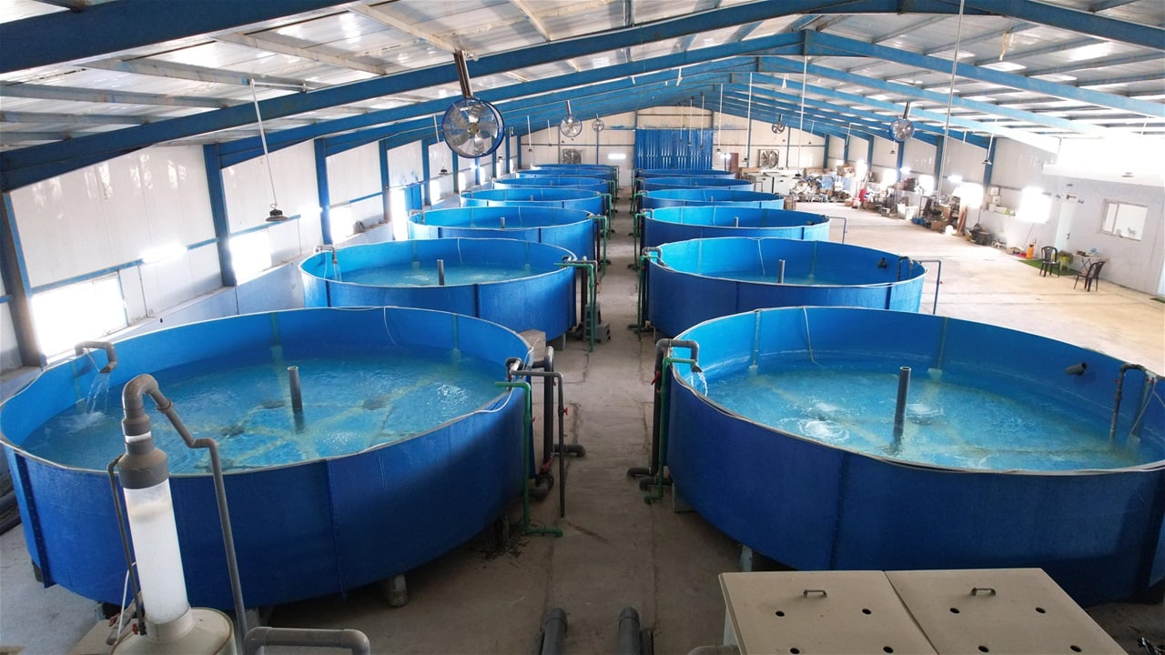 قرار حكومي بشأن الأسماك في العراق