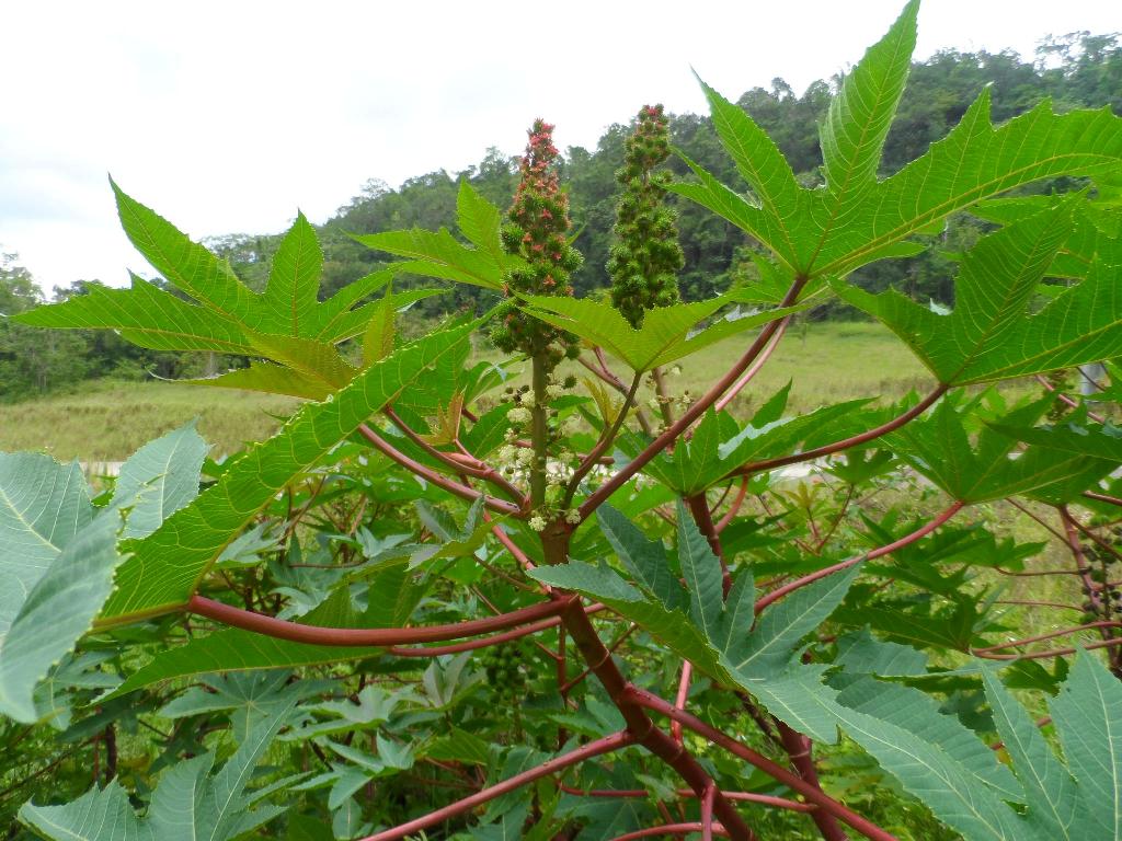 من بينها تخفيف آلام المفاصل.. تعرف على أبرز فوائد زيت الخروع