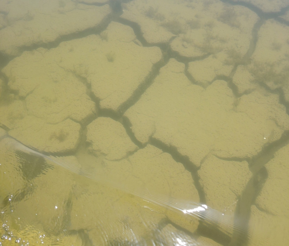 مرصد بيئي يحذر: انتعاش أهوار ميسان "وقتي" وخطر الجفاف يهددها في الصيف