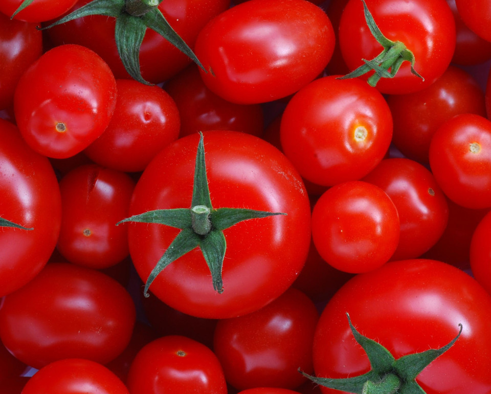 وزارة الزارعة تكشف عن السبب.. أزمة الطماطم في العراق: كيلو الجملة يصل إلى 2250 ديناراً والمفرد 2500 دينار