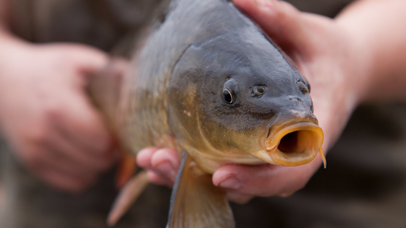 بـ20 ملیون دولار.. محافظة ايرانية تصدر أسماكا للعراق والكويت وقطر