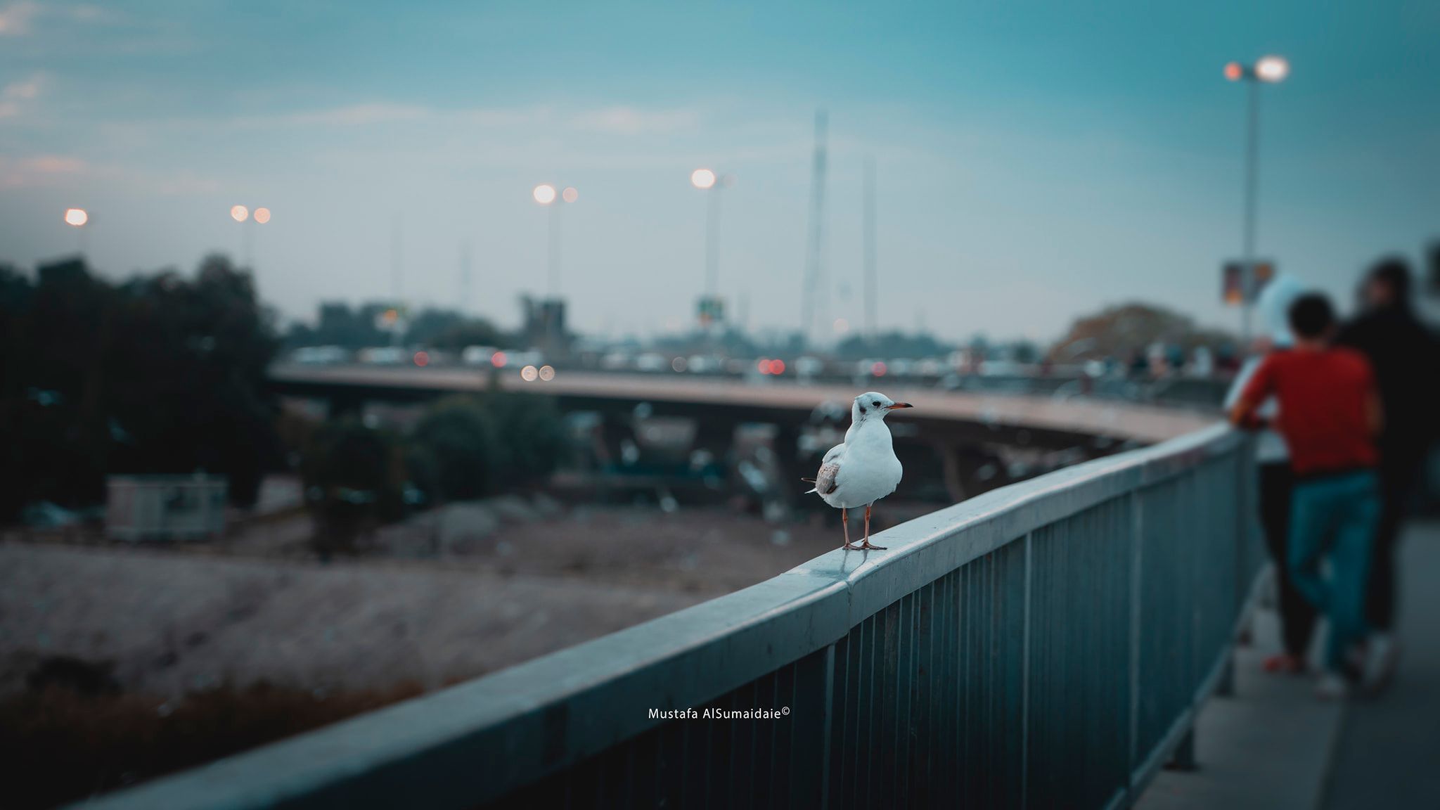 الأنواء الجوية: لا توجد مؤشرات لتأثر البلاد بموجة برد أو امطار هذه الاسبوع