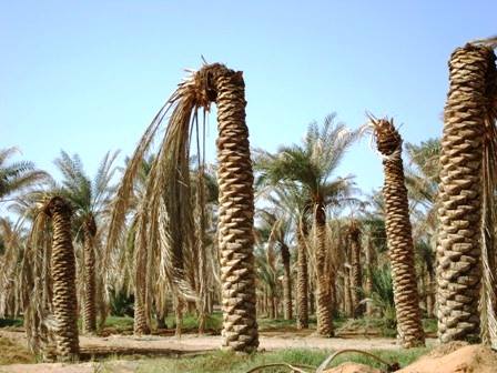 استفتاءٌ على موتنا والنخيل