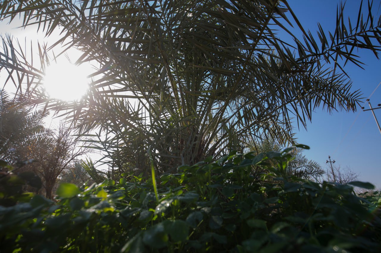 دراسة تكشف تأثير زراعة الأشجار في خفض وفيات موجات الحر