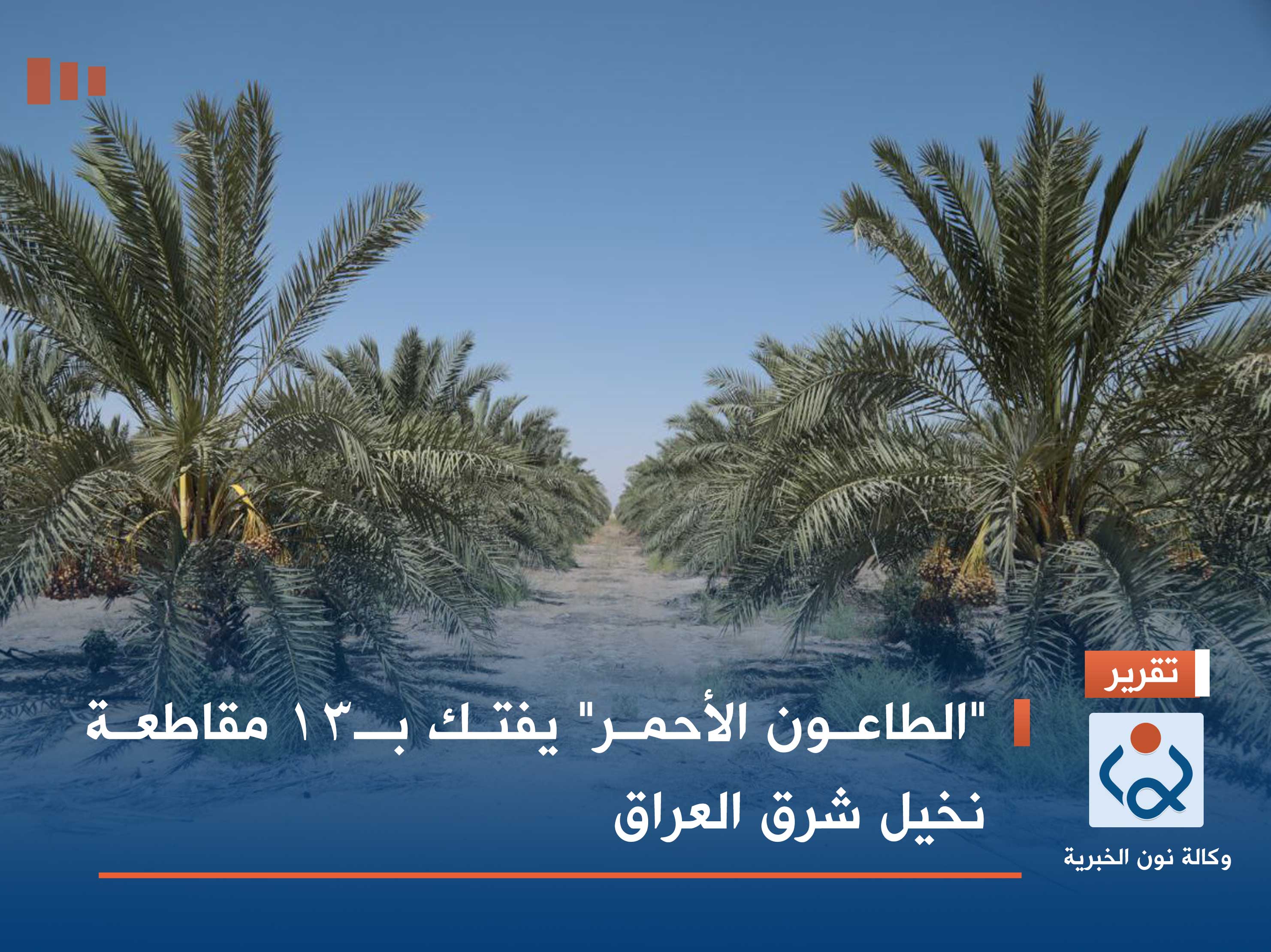 "الطاعون الأحمر" يفتك بـ13 مقاطعة نخيل شرق العراق