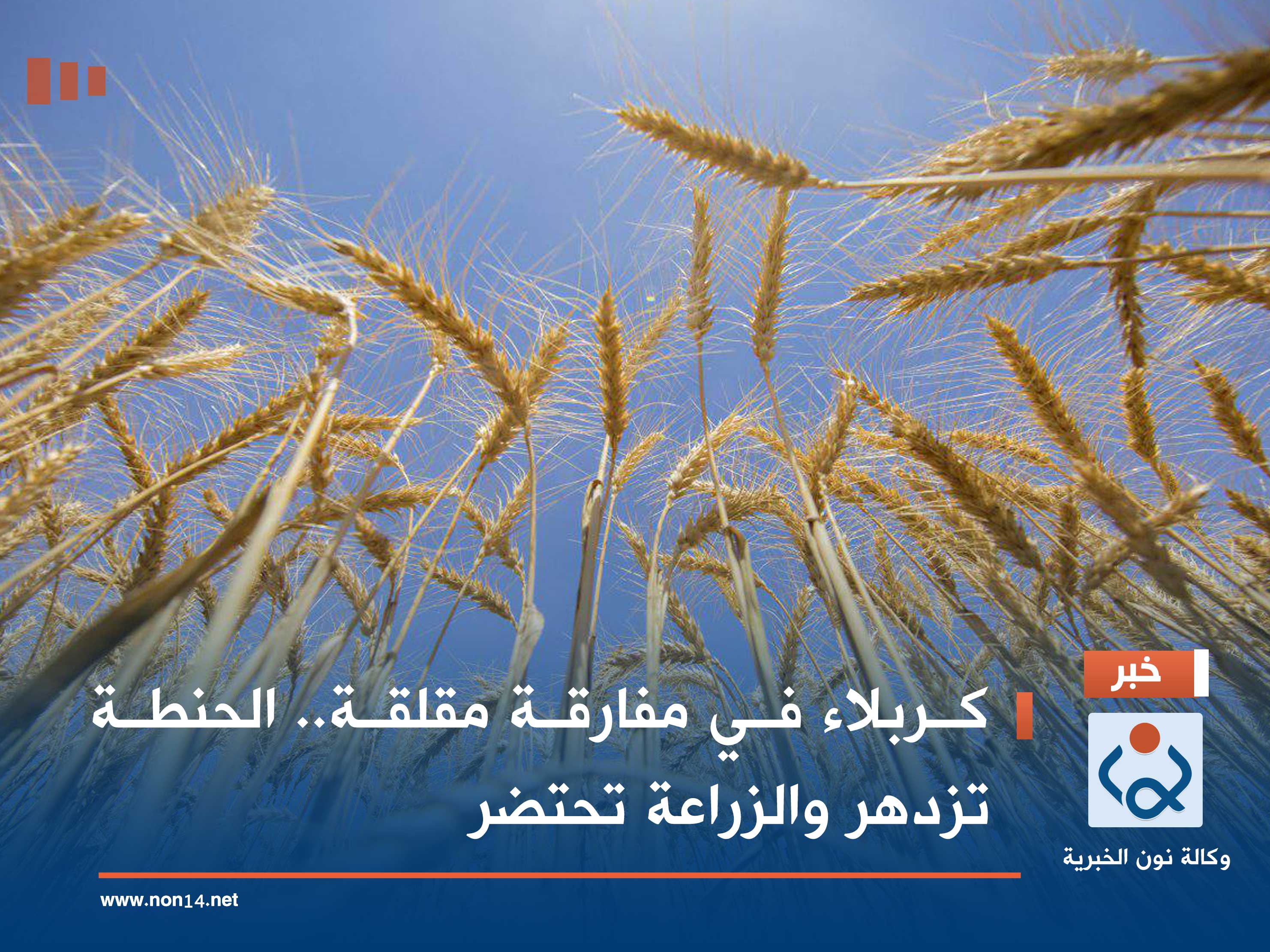 كربلاء في مفارقة مقلقة.. الحنطة تزدهر والزراعة تحتضر