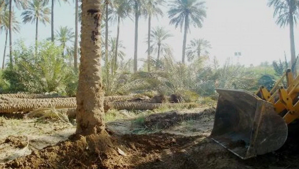 5 أسباب وراء خسارة العراق مليون شجرة خلال عامين