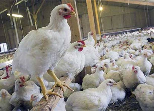 كربلاء : تسويق أكثر من ( 7 ) مليون و(418 ) ألف دجاجة حية إلى الأسواق المحلية