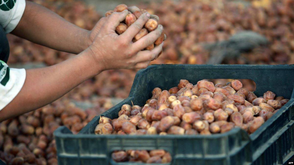 كربلاء تنتج 160 ألف طن من التمور
