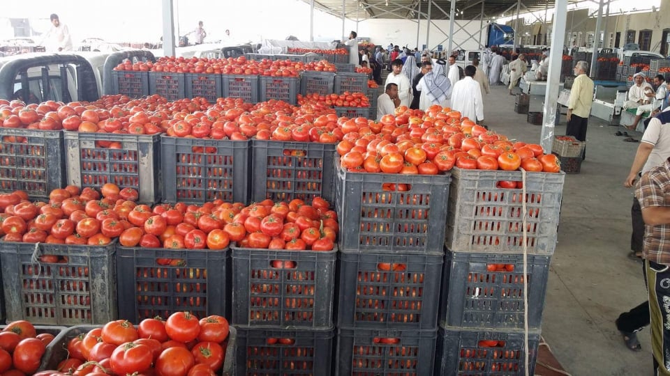 كربلاء تغرق السوق المحلية بالطماطم وتطالب بمنع استيرادها