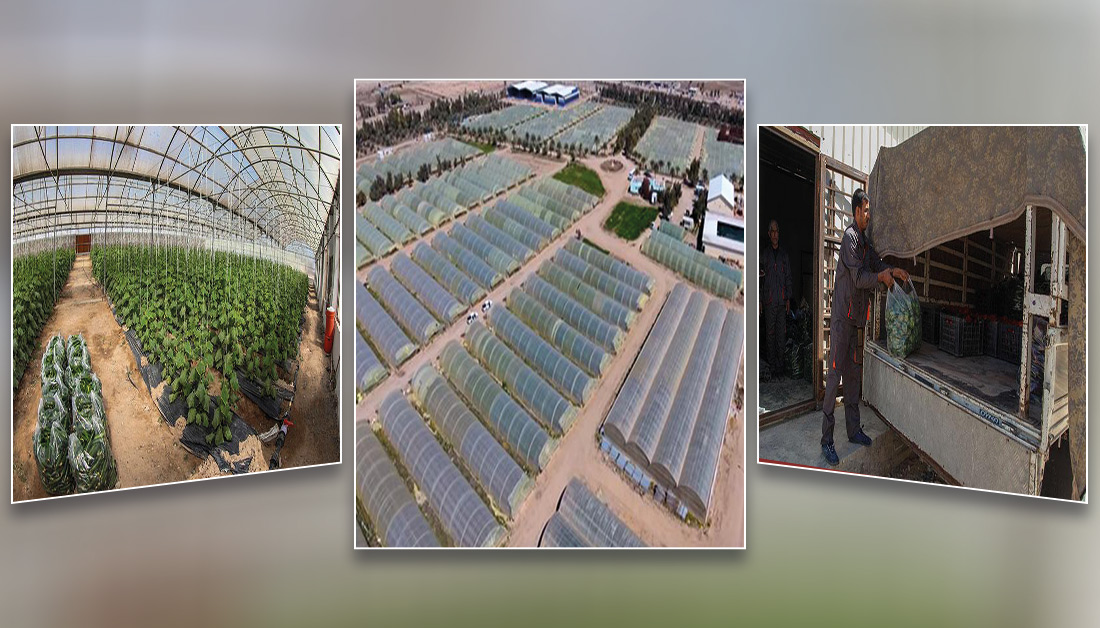 منتجات العتبة الحسينية تحد من الاستيراد وتسوق الخضروات من مزارعها الى السوق المحلية لغاية منتصف ايار القادم