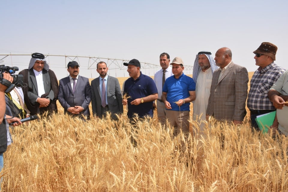 بالصور:بدء موسم الحصاد لمحصولي الحنطة والشعير في كربلاء