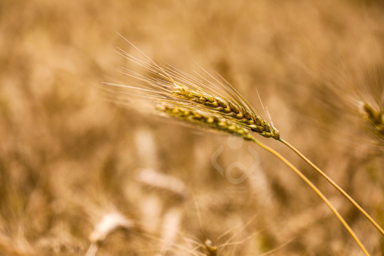 غرفة تجارة السليمانية: المحافظة أصبحت سلة غذاء العراق