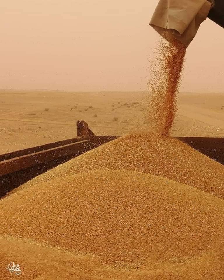 غلة الموسم تضاهي افضل دول العالم في كربلاء :ماذا حققت المحافظة في حصادها من الحنطة