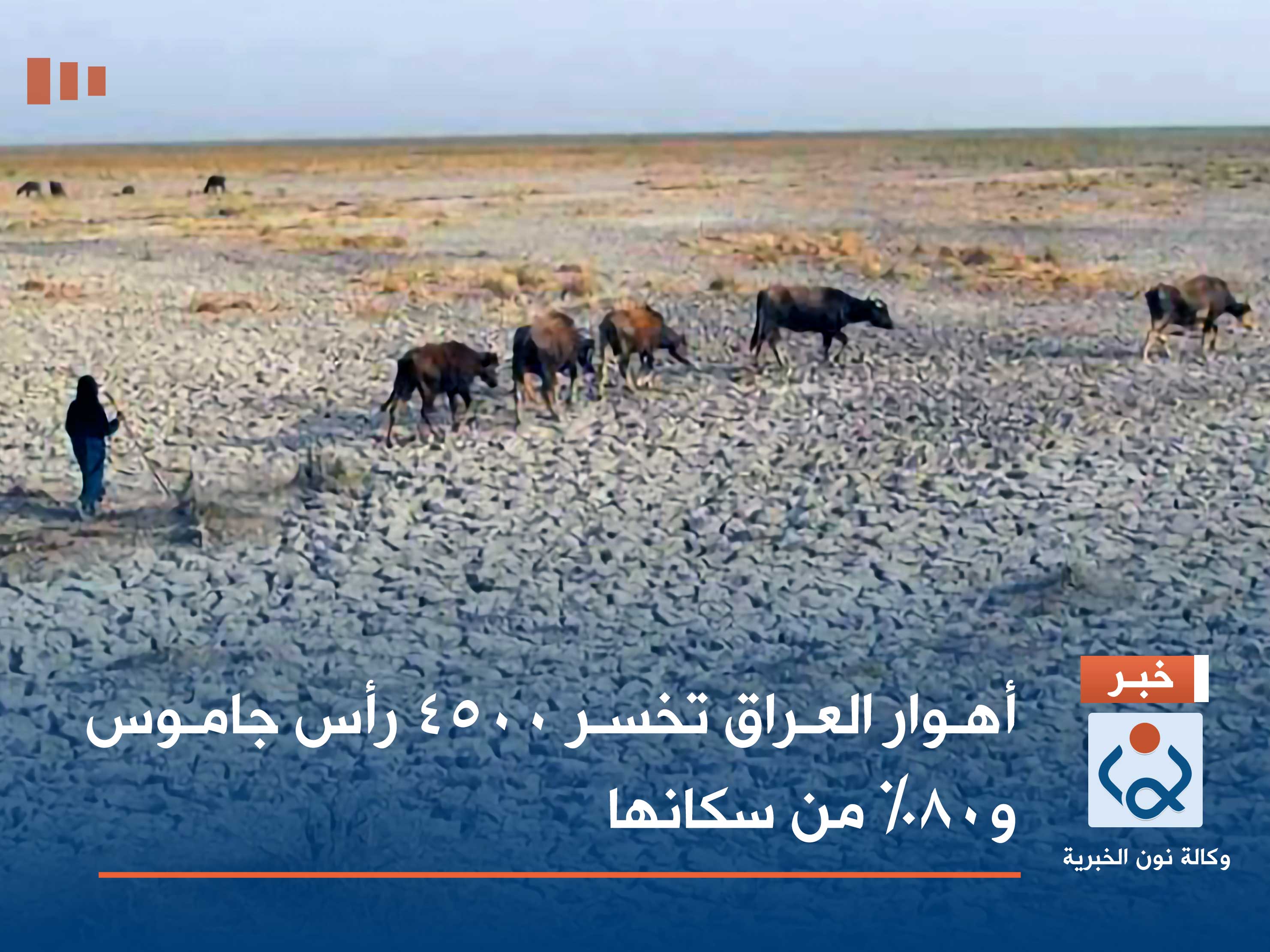 أهوار العراق تخسر 4500 رأس جاموس و80% من سكانها