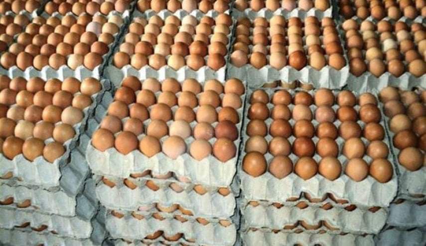 كربلاء: انتاج اكثر من ( ٢٢٣) مليون و(124) الف بيضة خلال النصف الأول من العام الجاري