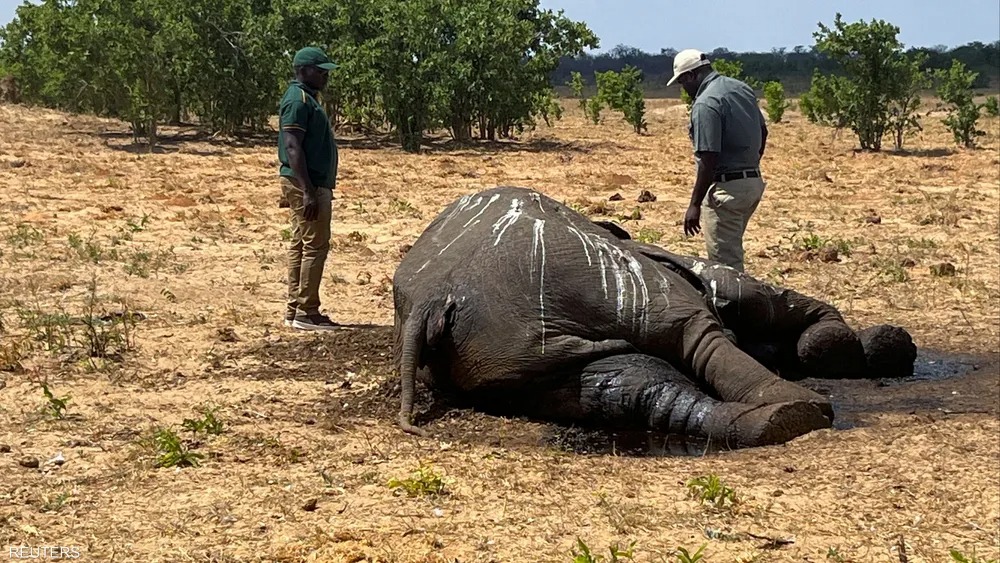نفوق عشرات الأفيال في زيمبابوي بسبب الجفاف