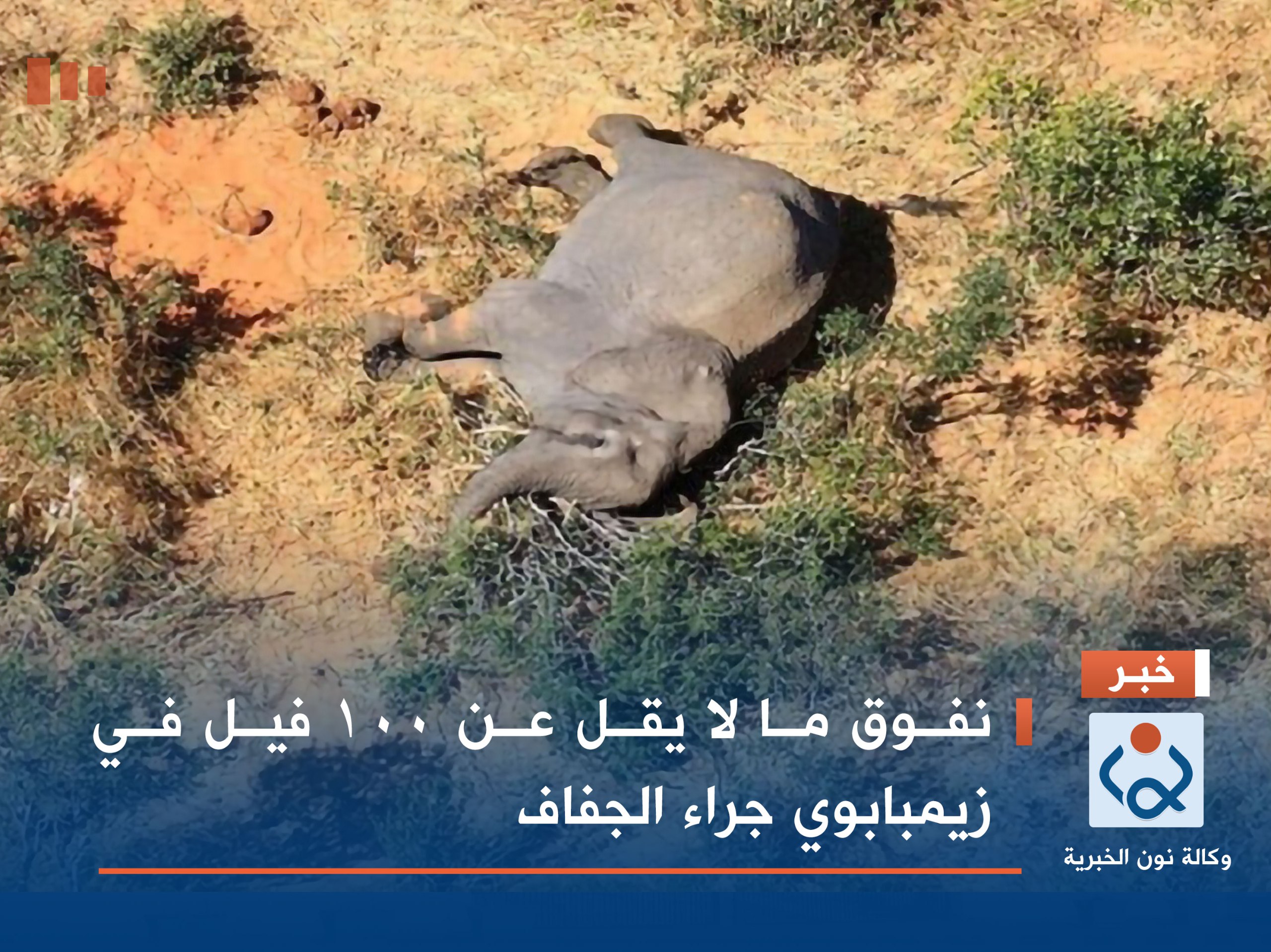 نفوق ما لا يقل عن 100 فيل في زيمبابوي جراء الجفاف