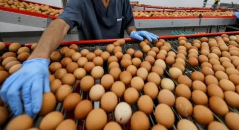 الزراعة: تحقيق الاكتفاء من بيض المائدة وزيادة إنتاج الأسماك في العراق