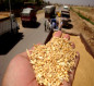 العراق يرفع سعر شراء الحنطة بـ100 ألف دينار للطن الواحد
