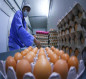 كربلاء المقدسة ترفد الاسواق المحلية 1533 طن من اللحوم الدجاج الحي و 15 مليون بيضة
