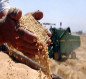 التجارة العراقية: القمح المسوق يقارب المليون طن
