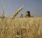 وزارة الزراعة تعلن عن زيادة سعر شراء الحنطة