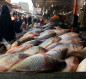 الزراعة: إجراءات لخفض أسعار الأسماك