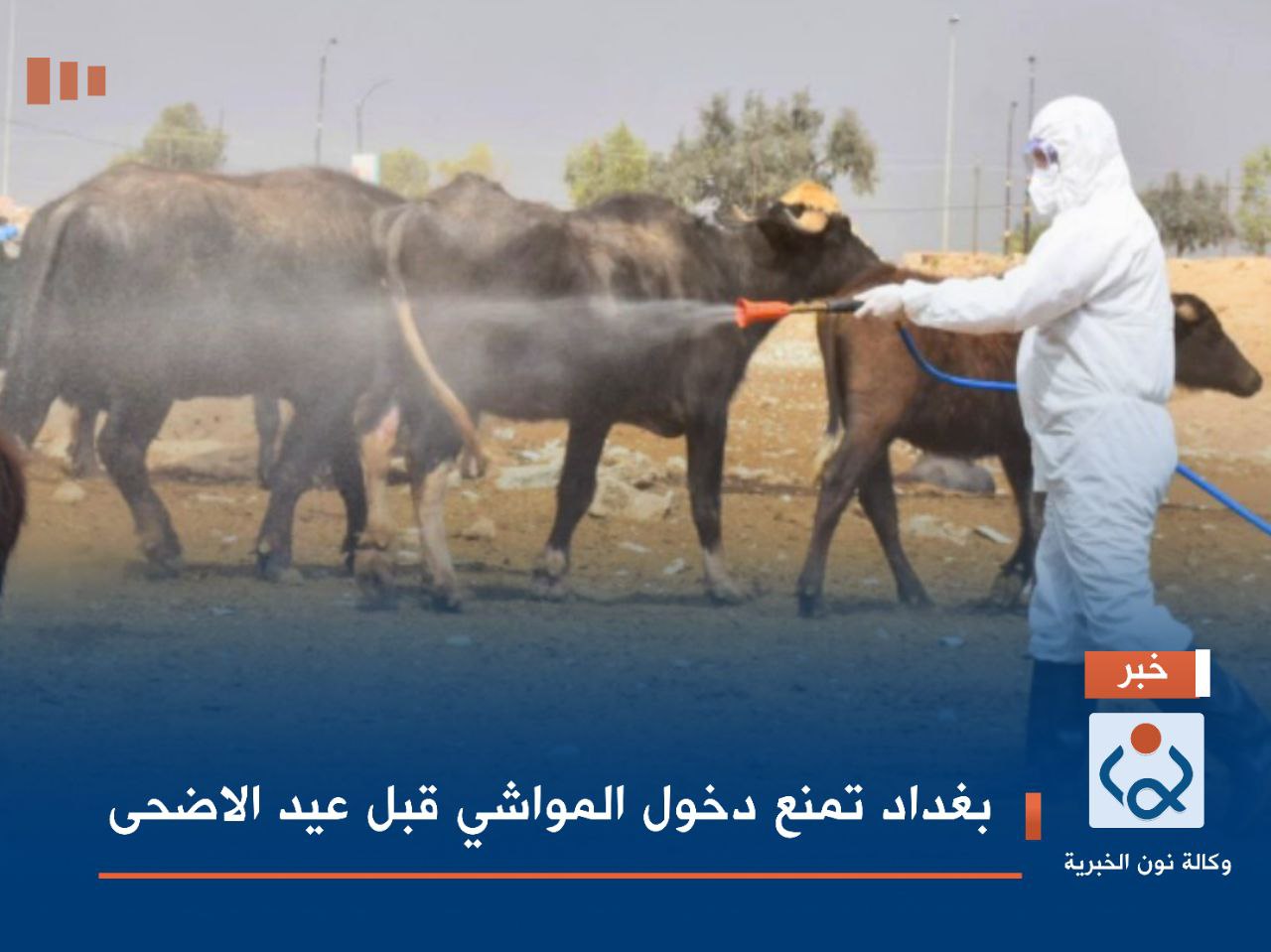 بغداد تمنع دخول المواشي قبل عيد الاضحى