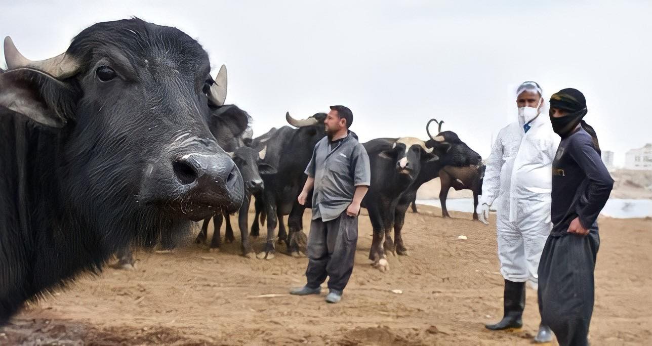 كربلاء تؤشر حاجتها إلى أكثر من 200 طبيب بيطري لسد النقص الحاصل بالمحافظة (فيديو)