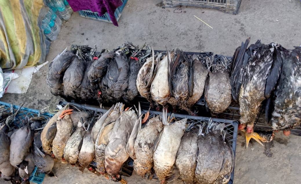 البيئة تشدد على حماية الطيور المهاجرة في أهوار الجبايش