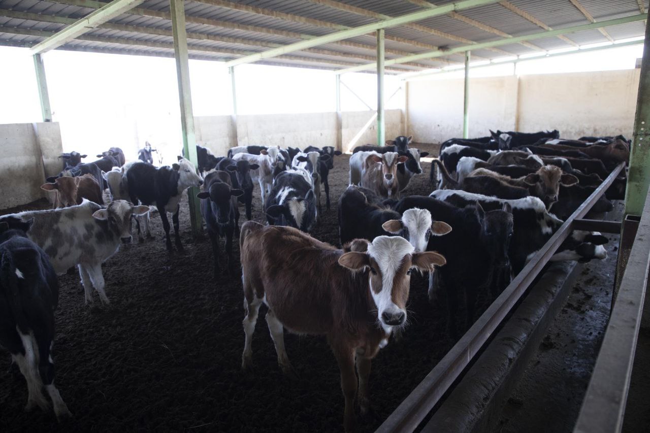 تخضع لفحص دقيق.. الزراعة تعلن فتح استيراد المواشي واللحوم الحمراء