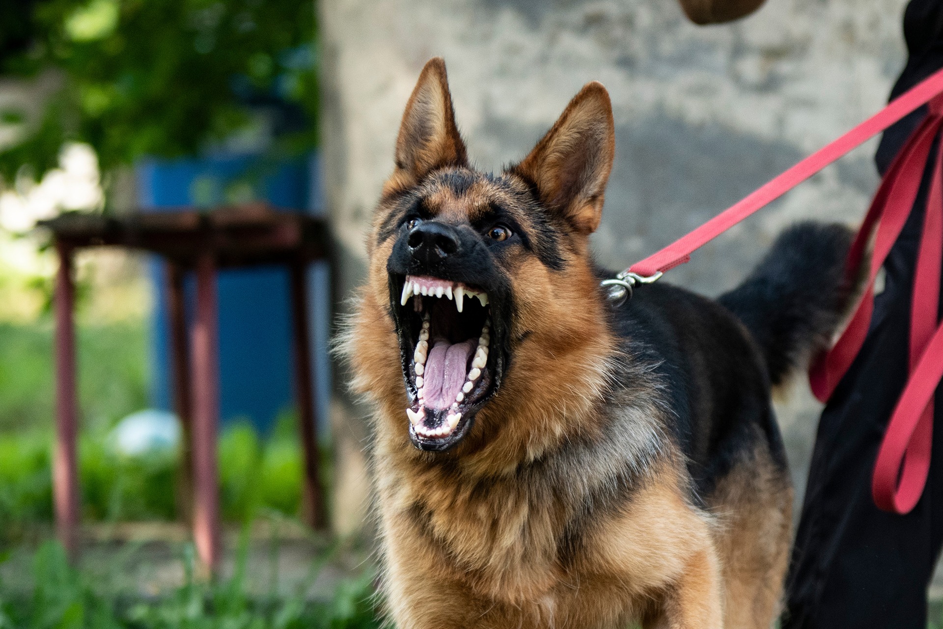 "لقاحاته متوفرة".. وزارة الصحة: داء الكلب مرض قاتل والوقاية ممكنة خلال الساعات الأولى فقط