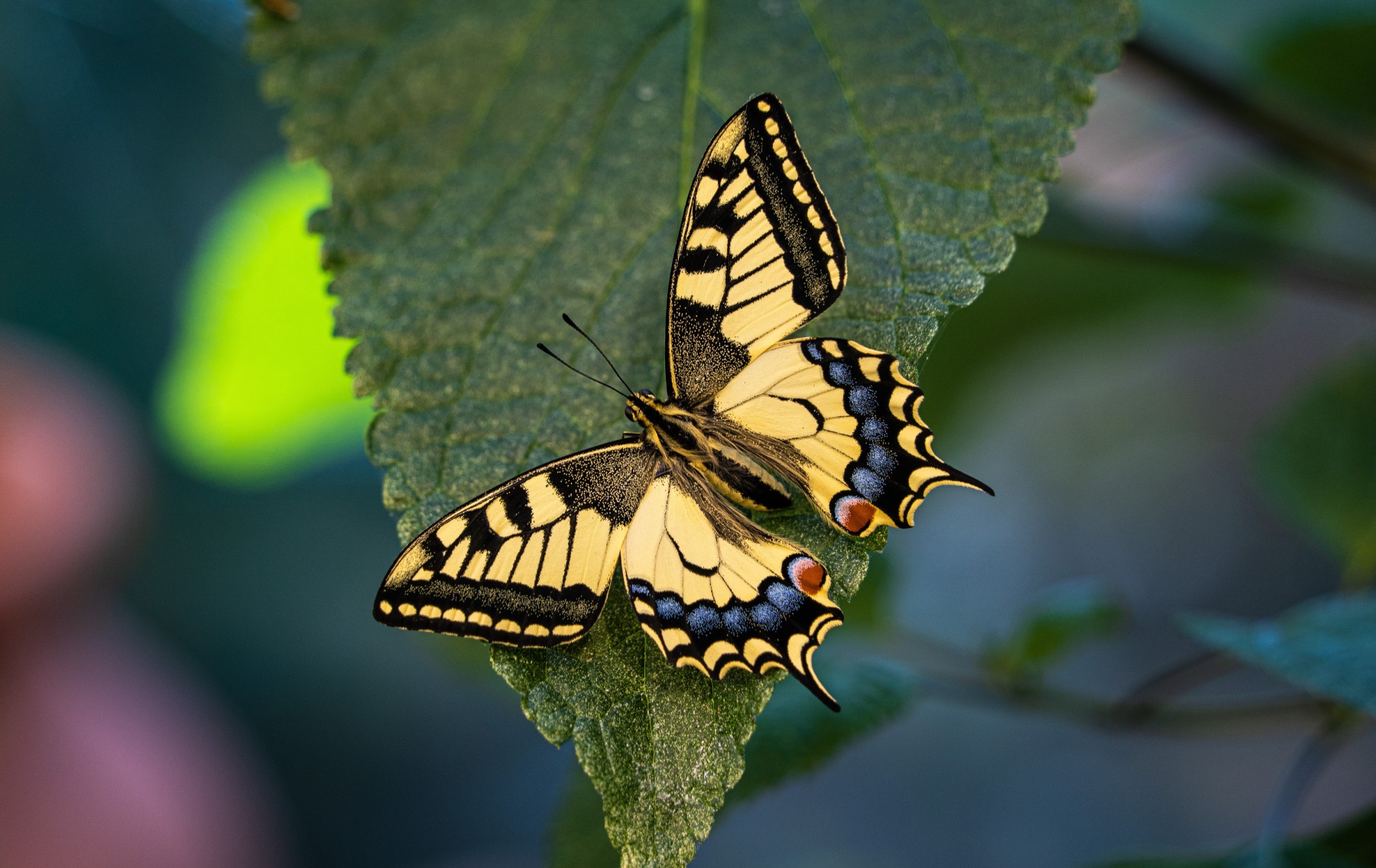 تراجع الحشرات عالمياً يثير إنذارات صحية وبيئية خطيرة