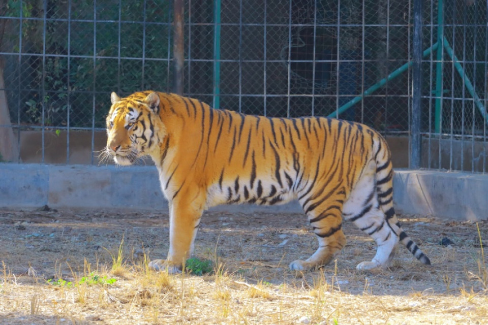 "مهاجم الفتى".. نفوق النمر السيبيري في حديقة الزوراء ببغداد