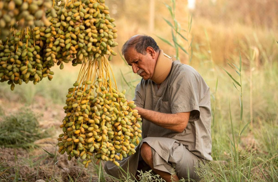 تمور العراق تستعيد عافيتها رغم شح المياه