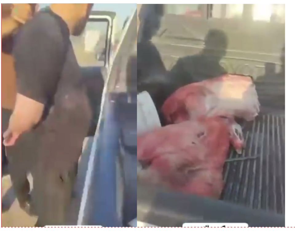 فيديو:القبض على قصاب يصطاد خنازير برية ويبيع لحمها مثروما على المواطنين في الكوفة