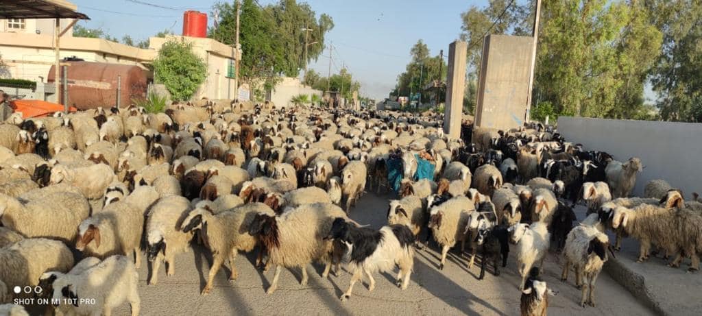 بالصور.. الاستخبارات العسكرية تعلن إحباط عملية كبيرة لتهريب الأغنام