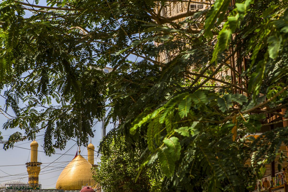 العتبة العباسية: زرعنا آلاف الأشجار في شوارع كربلاء لتقليل التلوث البيئي (صور)