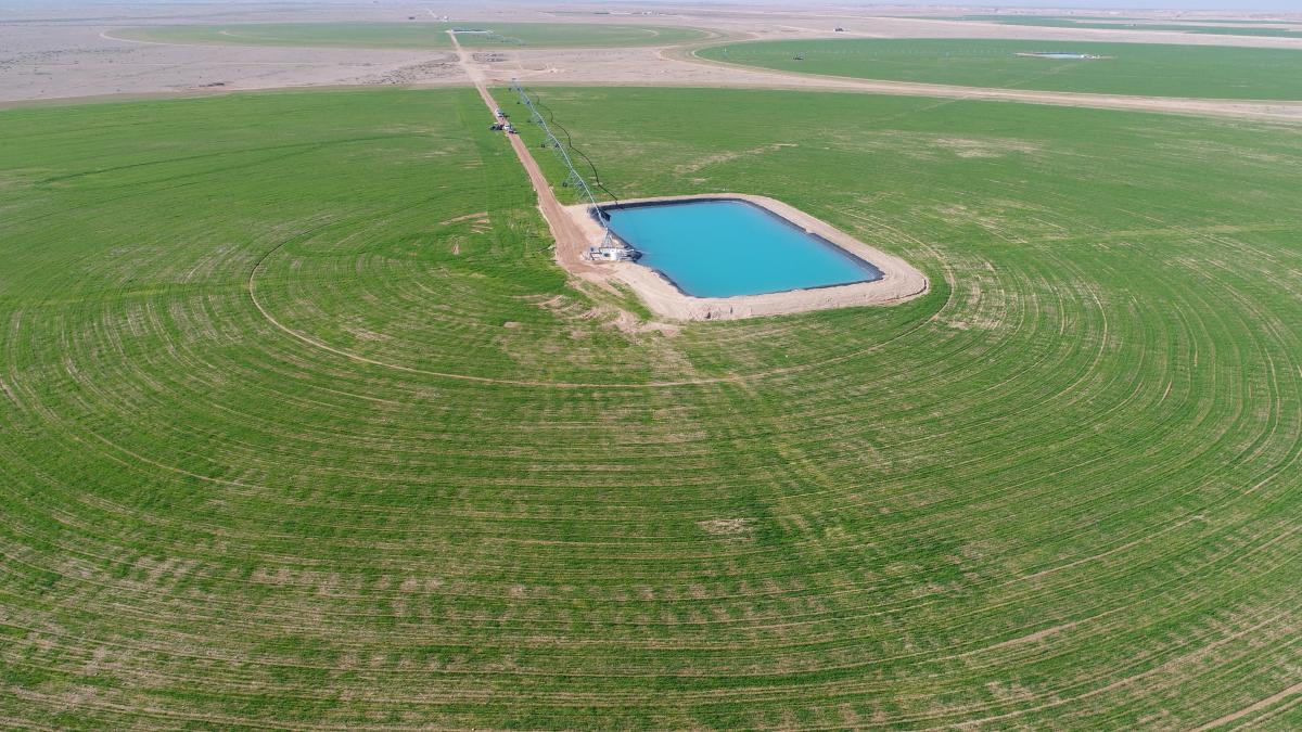 مشاريع العتبات توقف زحف الصحراء.. "حزام أخضر" يطوق كربلاء (فيديو)