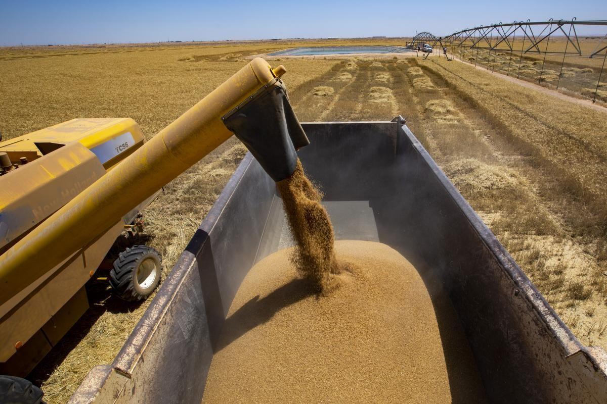 بابل تمنع خروج الحبوب الأساسية إلى المحافظات الأخرى