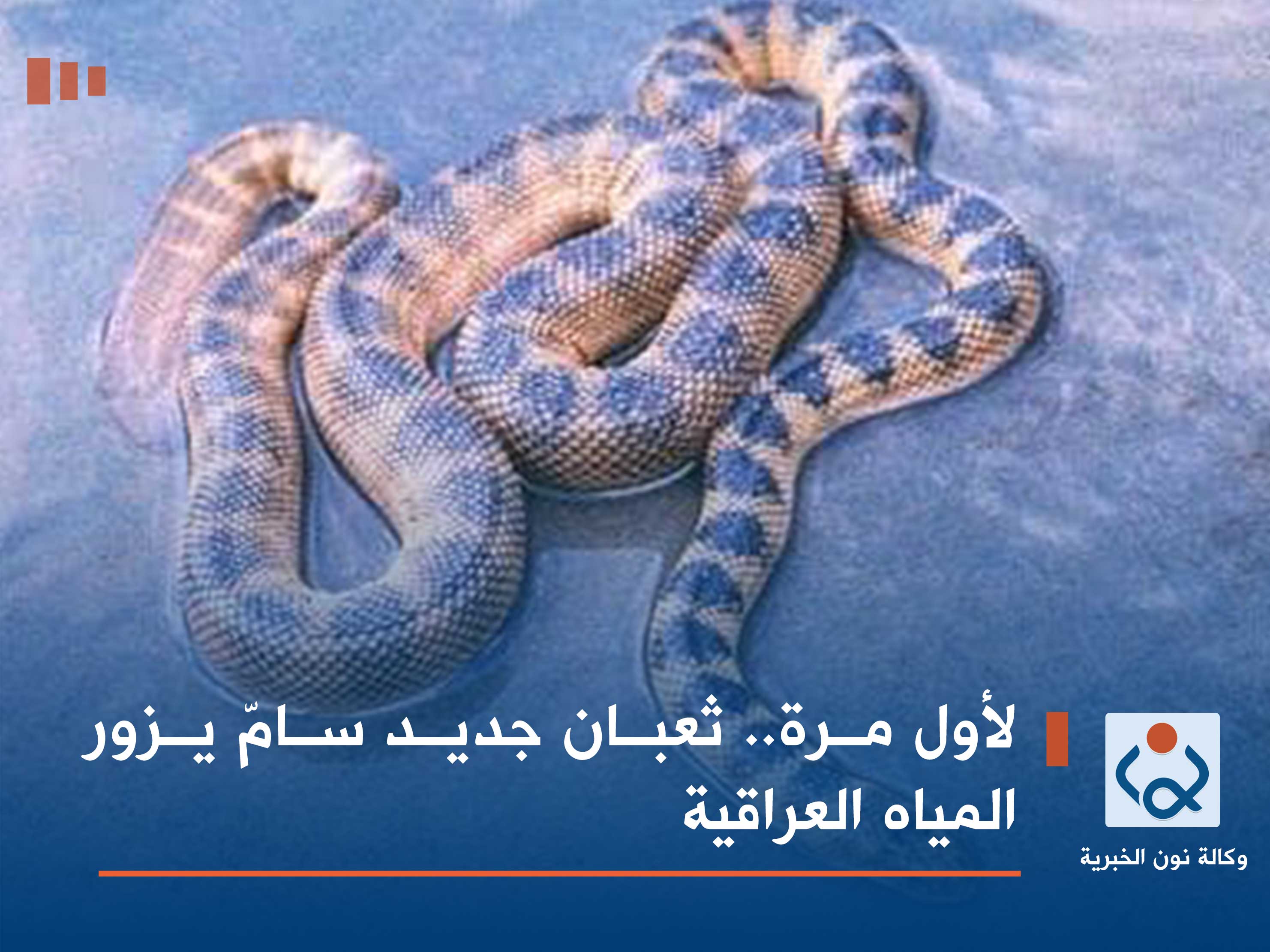 لأول مرة.. ثعبان جديد سامّ يزور المياه العراقية