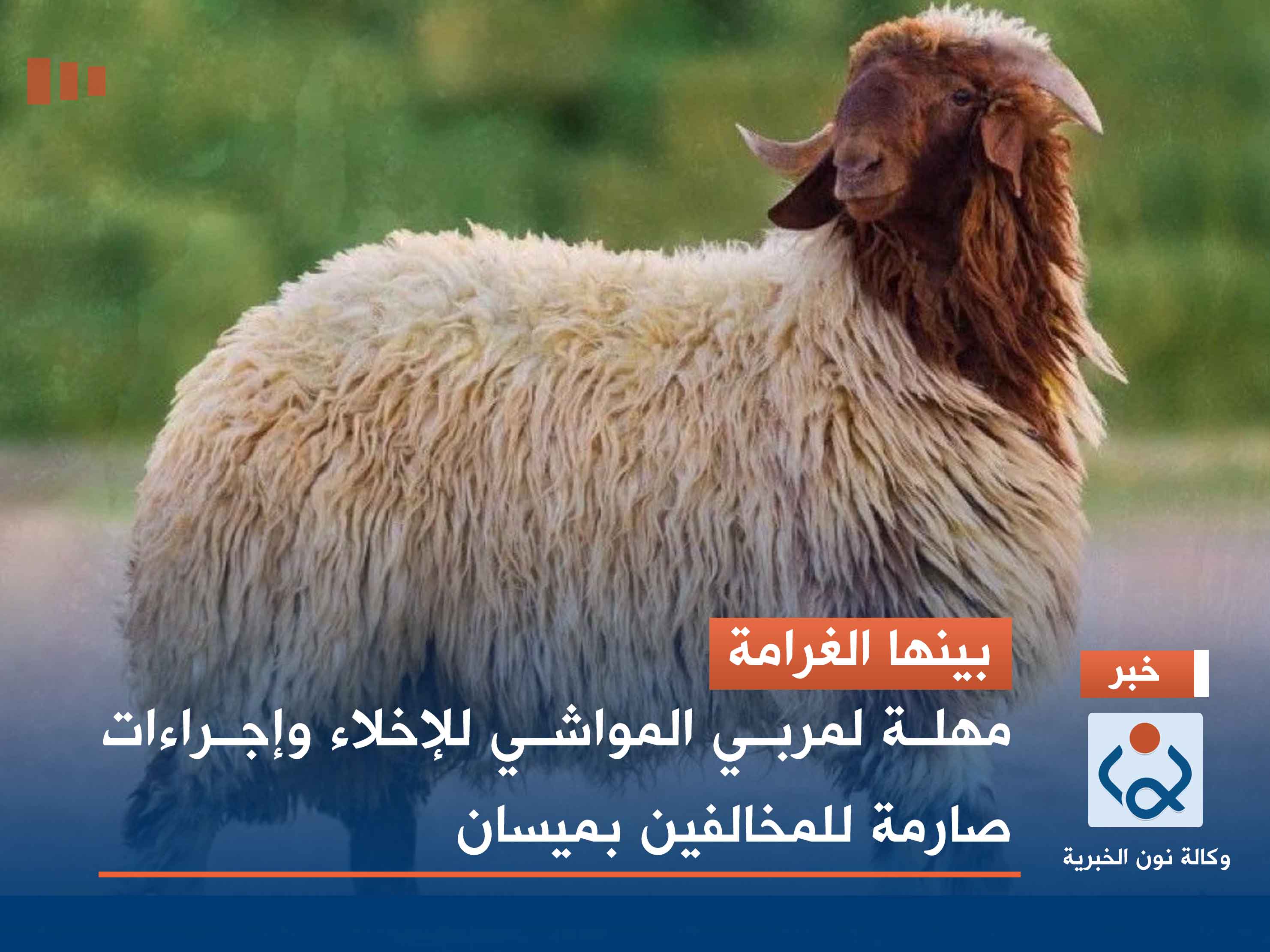 بينها الغرامة.. مهلة لمربي المواشي للإخلاء وإجراءات صارمة للمخالفين بميسان