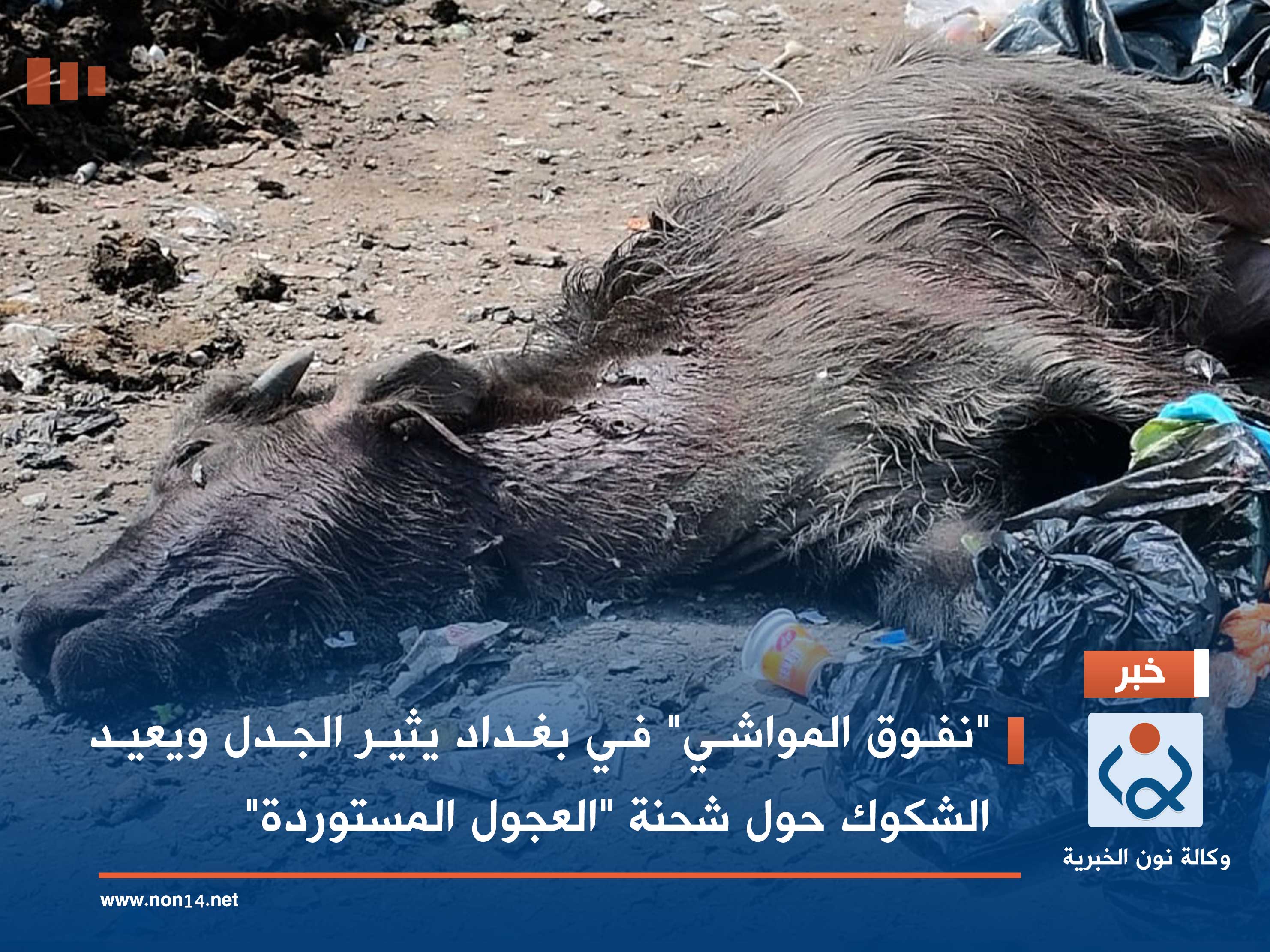 "نفوق المواشي" في بغداد يثير الجدل ويعيد الشكوك حول شحنة "العجول المستوردة"