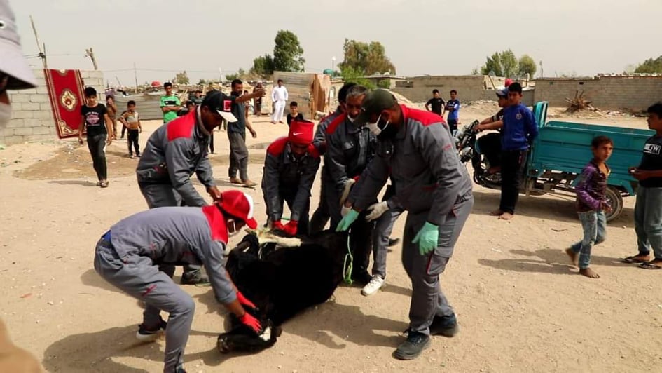 كربلاء: مصادرة الحيوانات السائبة في شوارع المحافظة(مصور)