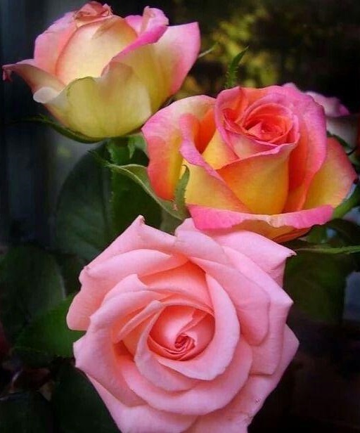 العراق يستورد أزهاراً بأكثر من مليوني دولار من ايران