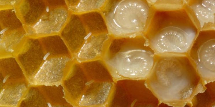 اكتشاف مادة فعالة بغذاء ملكات النحل تعزز جهاز المناعة